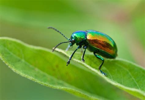 Colorado Insect Identification Guide (2023) - The Gardening Dad