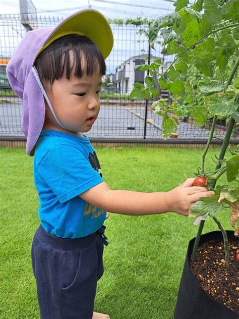 20230713 水遊びとトマトの収穫🚿🍅😊【上尾原市】｜埼玉県の認可保育園と小規模保育園「うぐす保育園」