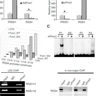 PROX1 Downregulates The Expression Of RGS4 By Binding To The RGS4