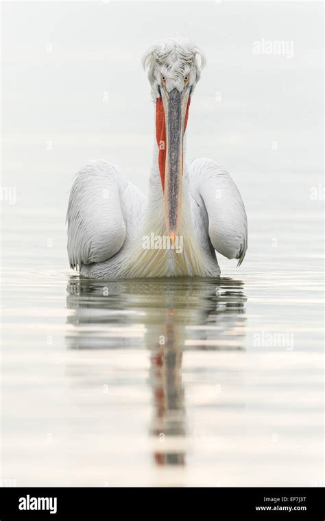 Flying dalmatian pelican hi-res stock photography and images - Alamy