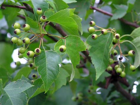 Japanese Zelkova Zelkova serrata Tree Seeds (Fall Color, Fast, Bonsai ...