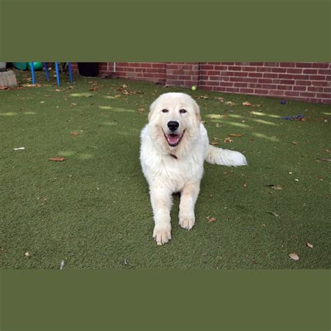 Coco Large Female Maremma Sheepdog Mix Dog In Vic Petrescue