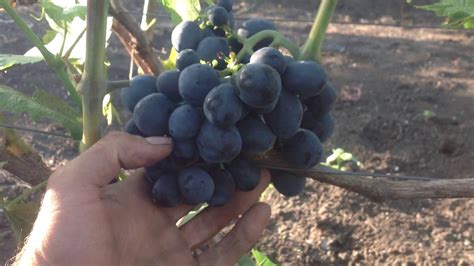 Виноград Шарада UA Гречко. Виноградник Блудова - YouTube