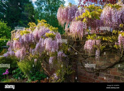 Chinese Wisteria Sinensis Garden Hi Res Stock Photography And Images