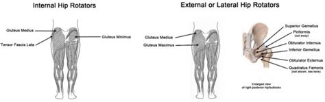 Hip Rotation Muscle Internal Obliques Improve Reaction Time & Closing