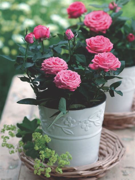 Miniature Rose Indoors - A Charming Plant for Your Home