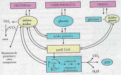 Catabolismo De Las Proteinas