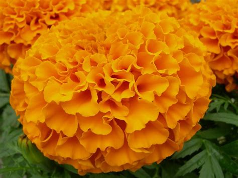 TAGETES erecta TAISHAN ORANGE (detailed) - Muller Seeds