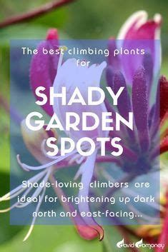 The Best Climbing Plants For Shade David Domoney Climbing Plants