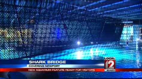 Shark Bridge open at Newport Aquarium | WKRC