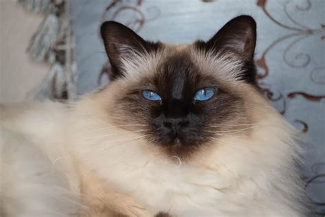 15 Beautiful Big Ear Cat Breeds That Youll Love I Discerning Cat