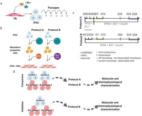 Schematic Presentation Of The Workflow And Experimental Design A