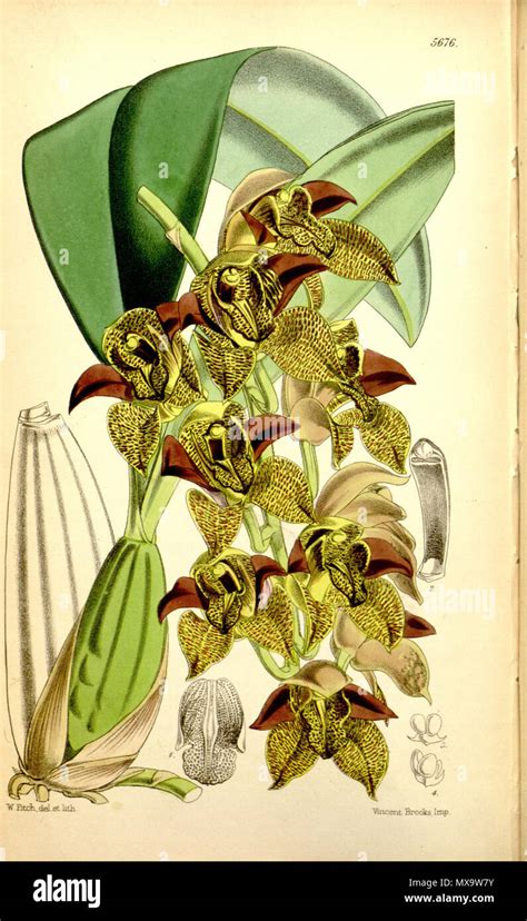 Illustration Of Grammatophyllum Stapeliiflorum As Syn Cymbidium