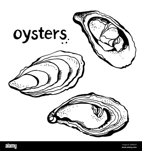 oyster drawing easy step  step