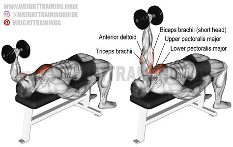 Dumbbell Chest Press Muscles Worked