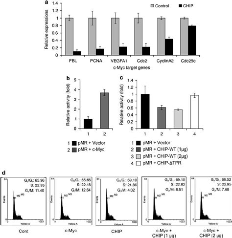 Chip Regulates C Myc Transcriptional Activity A Chip Reduces C Myc