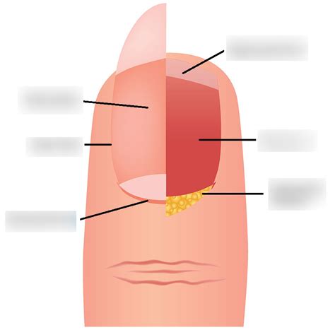 nail diagram anatomy diagram quizlet