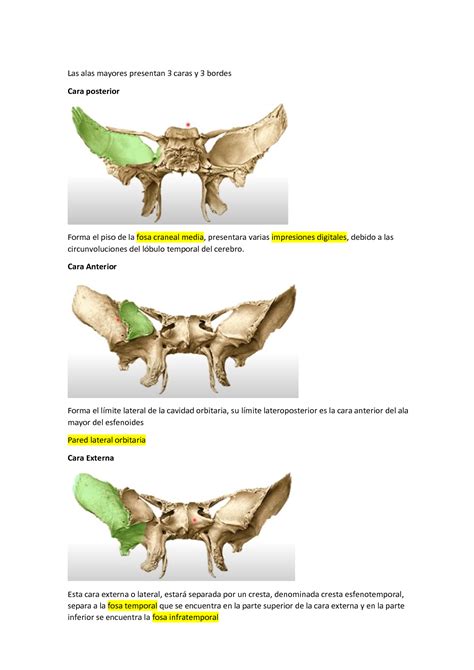 SOLUTION Hueso Esfenoides Datos Parte 2 Studypool