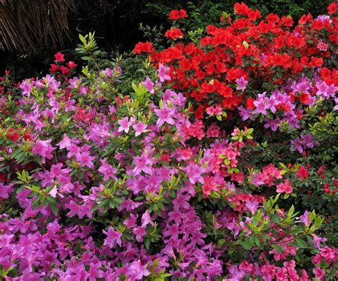 Azalea diseases: expert tips for spotting and solving issues | Homes ...