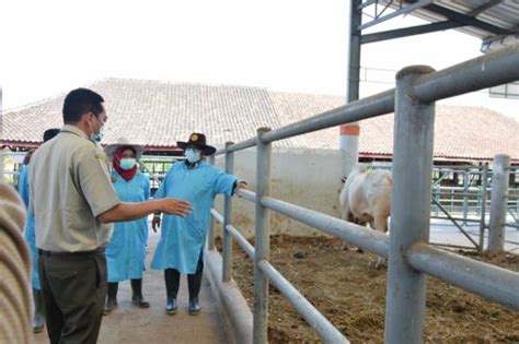 Setda Prov Kalteng Kunjungi Loka Penelitian Sapi Pasuruan Plt