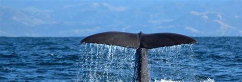 Whale Watch Kaikoura - The Best Tours to see Whales