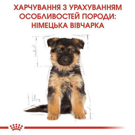 Royal Canin GERMAN SHEPHERD PUPPY – купить корм Роял Канин для щенков ...