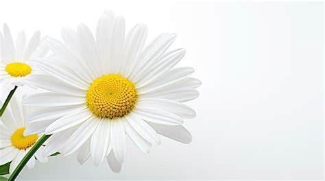 Daisy Flower Background Stock Photos, Images and Backgrounds for Free Download