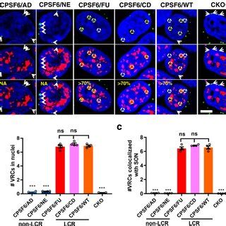 CPSF6 LCR Effects On HIV 1 Nuclear Import And Targeting To NS Ac