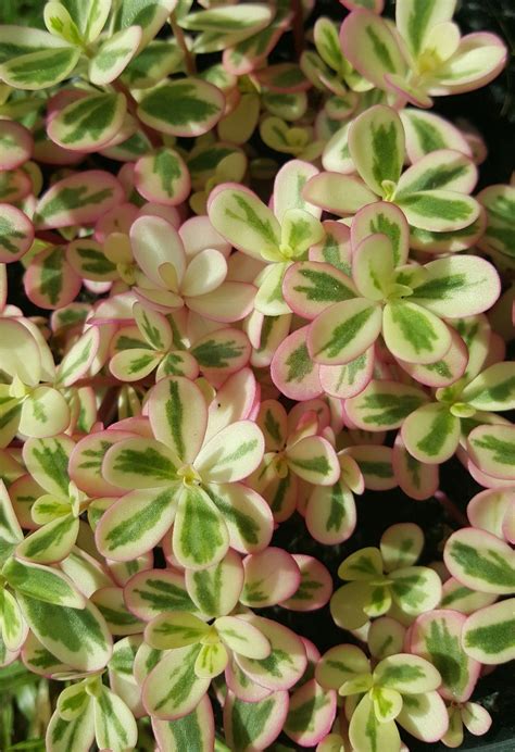 Variegated Purslane In The Purslane And Portulaca Forum