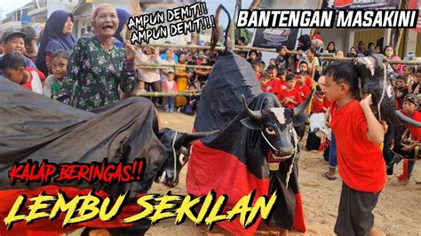 Bantengan Lembu Sekilan Ngamuk Kalap Kerasukan Demit Kali Dawuhan