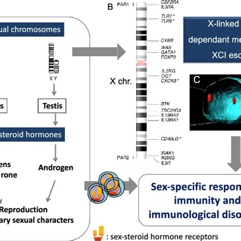 Sex Chromosome And Sex Hormones In The Regulation Of Immunity A The