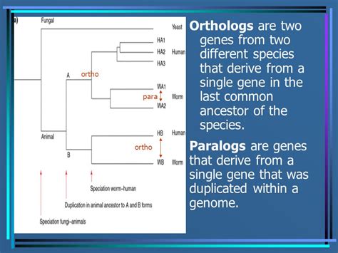 Identification Of Protein Domains Orthologs And Paralogs Describing Evolutionary Relationships