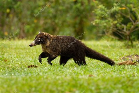 White Nosed Coati Nasua Narica Conocido Como El Coatimundi Miembro De