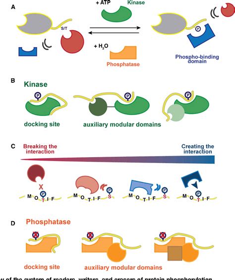 Figure From Orchestrating Serine Threonine Phosphorylation And