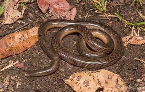 Blackish Blind Snake Anilios Nigrescens Australia Is Hom Flickr