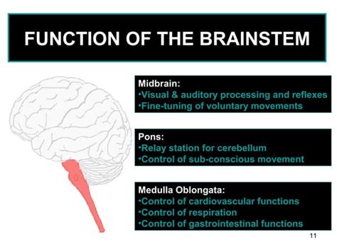 Cerebellum By Suresh Aadi8888 Ppt