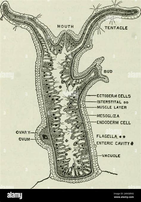 budding hydra diagram