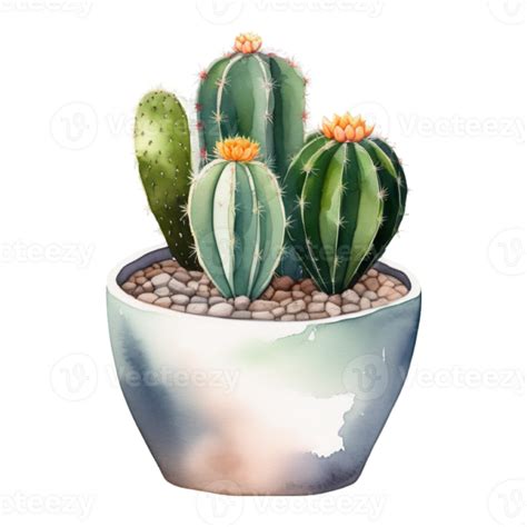 Cactus Plant Watercolor Illustration Clipart Png