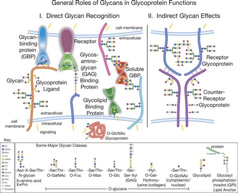 The Challenge And Promise Of Glycomics Cell Chemical Biology