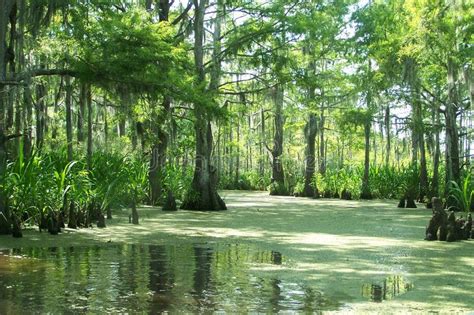 Swamps are Beautiful and Vital To Our Ecosystem Stock Photo - Image of ecology, peaceful: 160872792