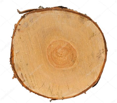 Cross Section Of Tree Stump Stock Photo Mbongo 9528032