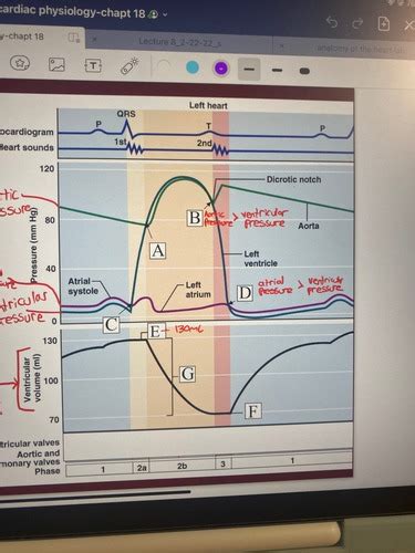 The Cardiovascular And Circulatory Systems Apandp 2 Flashcards Quizlet