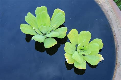 Water Lettuce | Live Pond Plants