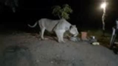 Gujarat Video Of Illegal Lion Show Emerges From Gir Forest Video Goes Viral Trendradars India