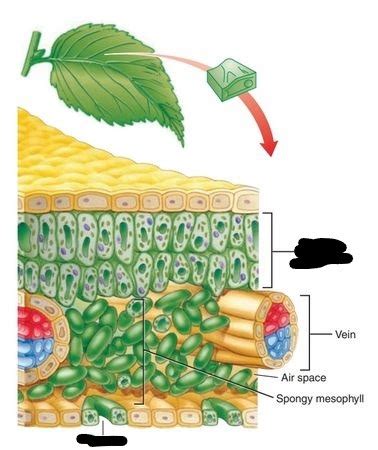 2nd test Review Leaf Plant cell anatomy Diagram | Quizlet