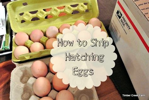 Shipping Hatching Eggs For The First Time Timber Creek Farm