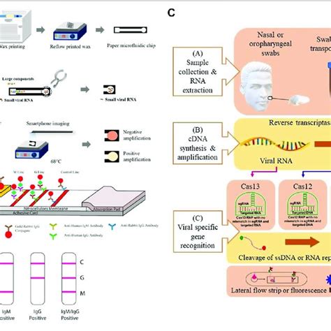 A Principle Of A Typical Nucleic Acid Amplification Test Adapted