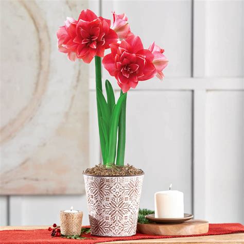 Double Dream Amaryllis Shop Bulbs From Brecks Ts