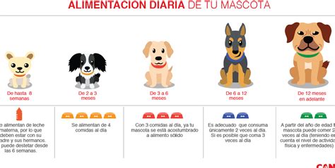 ¿cuál Es La Mejor Alimentación Para Tu Perro