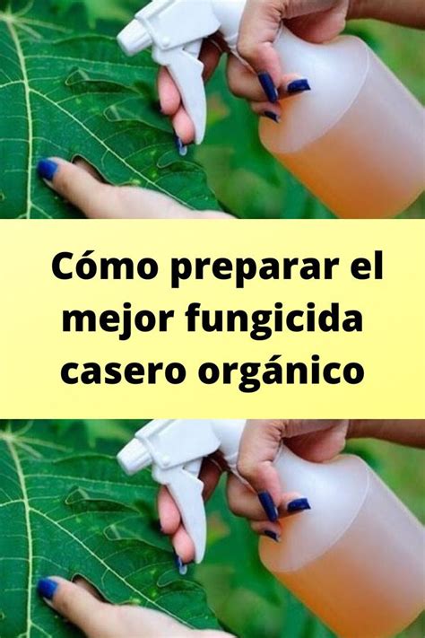 Cómo Preparar El Mejor Fungicida Casero Orgánico En 2023 Huerto De Frutales Jardinería De